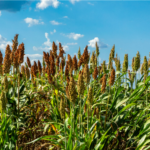 சிறு தானியங்களின் சிறப்புகள்