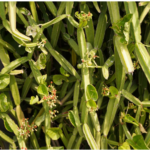 உடலுக்கு வலு சேர்க்கும் !மிகவும் ருசியான !பிரண்டை உணவு வகைகள்.