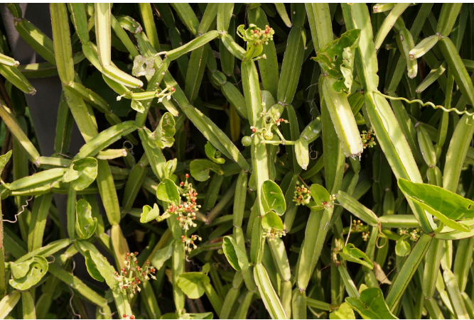 பிரண்டை