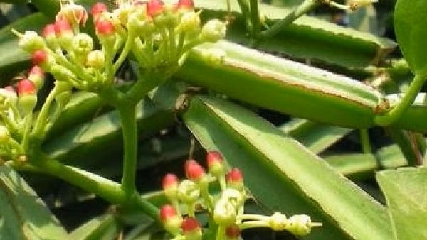 பிரண்டை