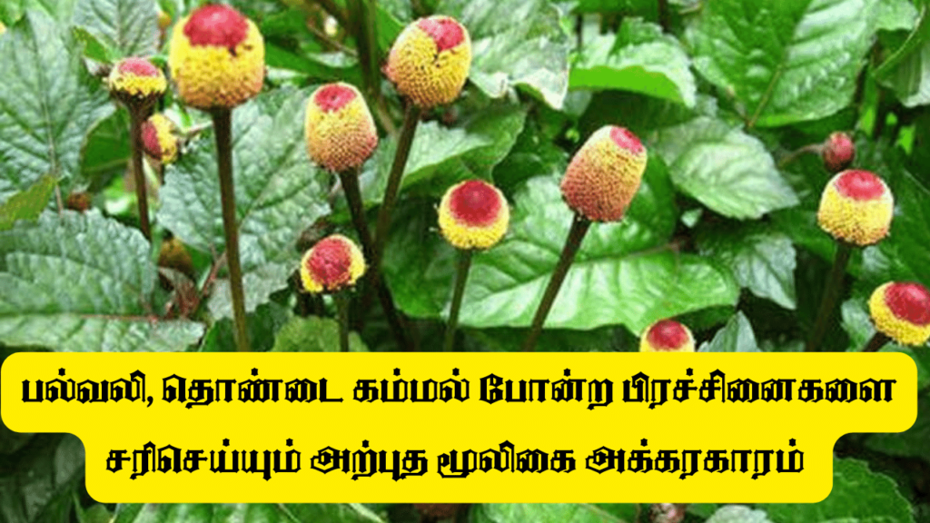 அக்கரகாரம்